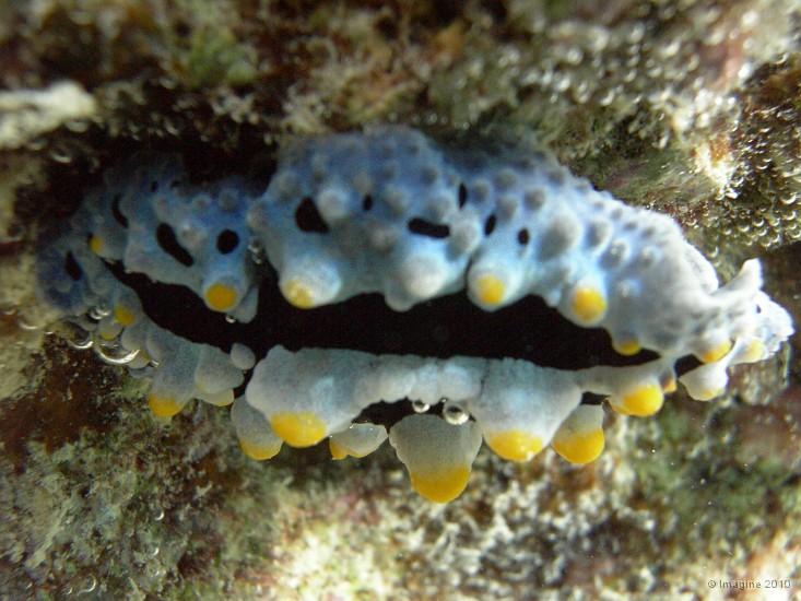 74- Nudibranche Phyllidia coelestis sous un surplomb - Ilot Mato.JPG